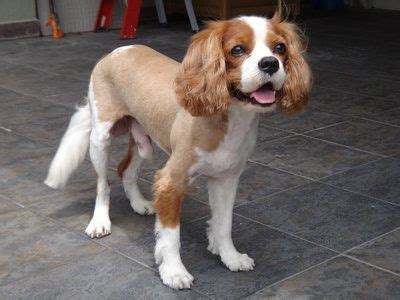 Cavalier King Charles Spaniel Dog with shaved haircut! | King charles ...