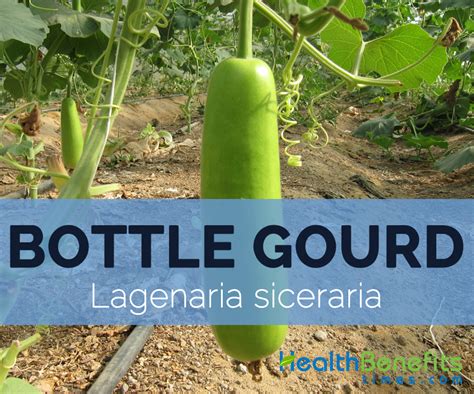 Bottle gourd Facts, Health Benefits and Nutritional Value