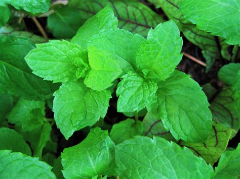 Green Mint In A Pot Free Stock Photo - Public Domain Pictures