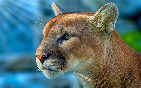 Puma, animales, salvaje, 4k, depredador, hd, 5k, Fondo de pantalla HD | Wallpaperbetter