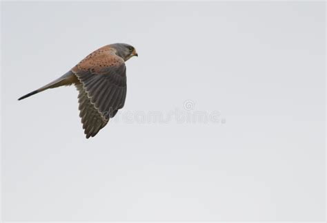 Common kestrel flying stock photo. Image of beak, plant - 271540990