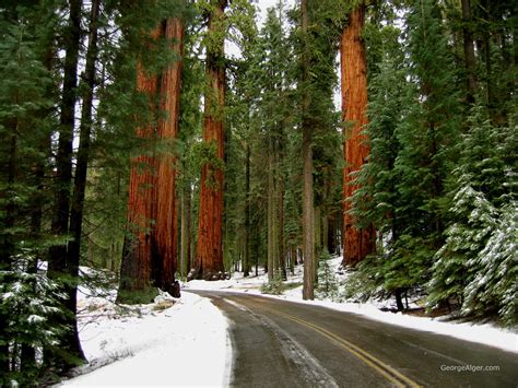 Winter Redwoods – GeorgeAlger.com