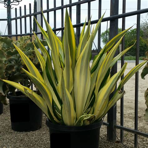 Furcraea foetida 'Mediopicta' - Striped False Agave - Mid Valley Trees