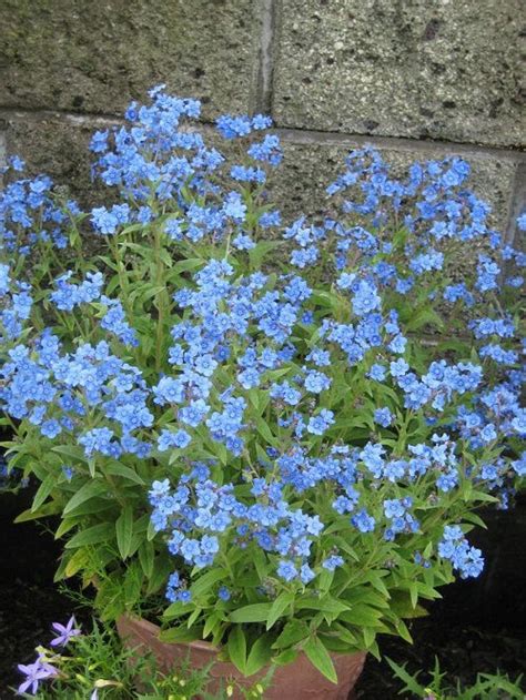 31 Best Baby Blue Flowers | Small Blue Flowers