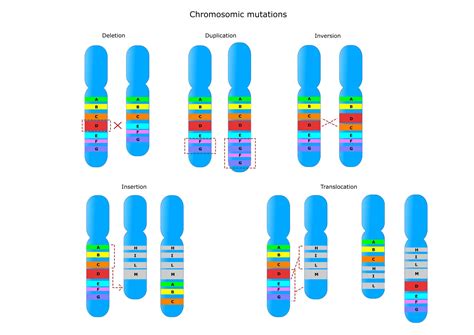 Chromosome Mutations - Biology Online Tutorial