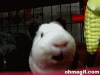 Guinea Pig Eating GIF - Find & Share on GIPHY