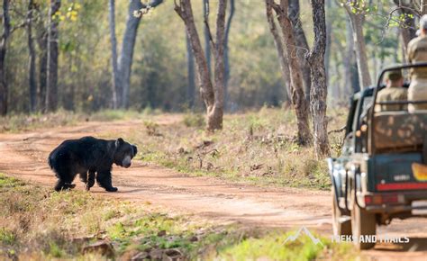 Satpura National Park | Treks and Trails India