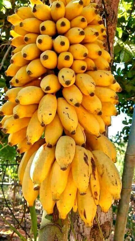 Latundan Banana tree & fruit | Natures ,Fruits, Flowers &Vegetables in ...