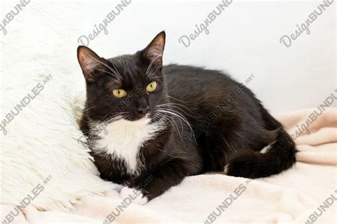 Fluffy black-white cat with green eyes. (2055808)