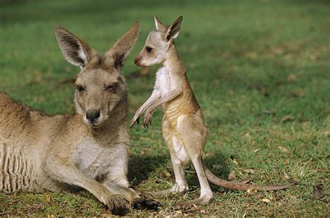 What do kangaroos eat