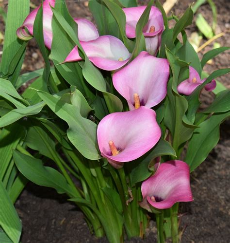 How to Plant and Care for Calla Lilies - Dengarden