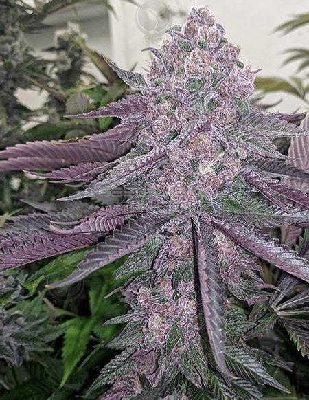 Relentless Genetics - Rozay » Seeds Here Now