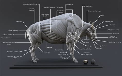 Bison Ecorche : Digital Model Muscles Study | Lion anatomy, Anatomy ...