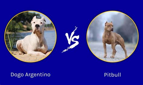 Dogo Argentino vs Pitbull: 5 Key Differences - IMP WORLD