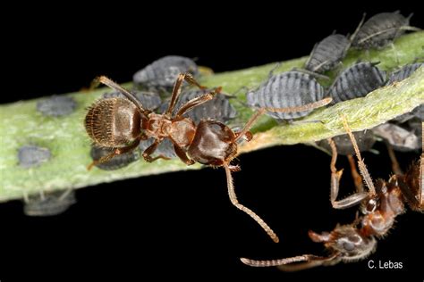 Lasius neglectus Van Loon, Boomsma & Andrasfalvy, 1990-Présentation