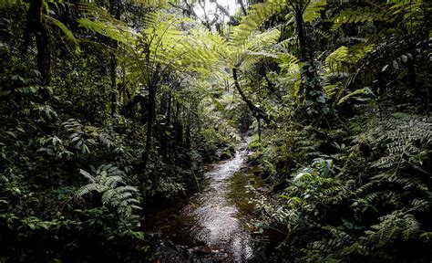 Bwindi Impenetrable Forest National Park - The Africa Adventure Company