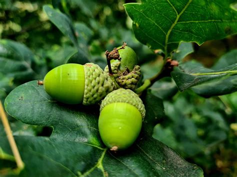 Acorn Fruit Oak - Free photo on Pixabay - Pixabay