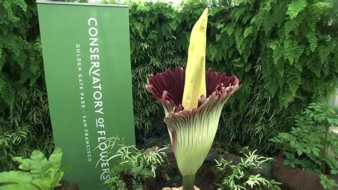 What does the corpse flower smell like to you? | abc7news.com