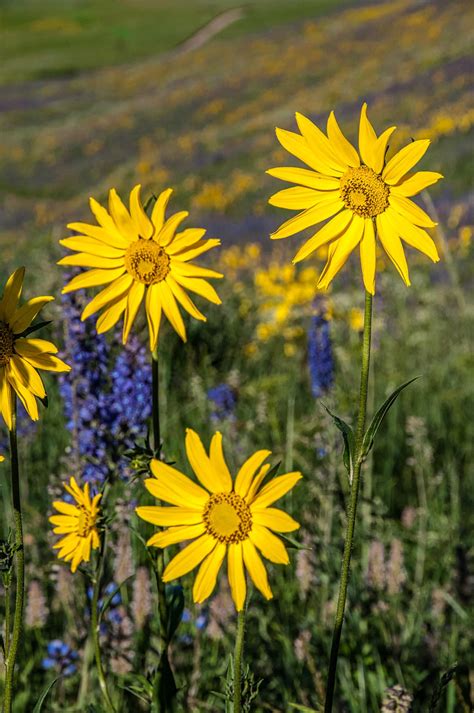 Crested Butte Wildflowers - William Horton Photography