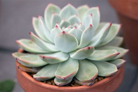 How to Grow Echeveria - BBC Gardeners World Magazine