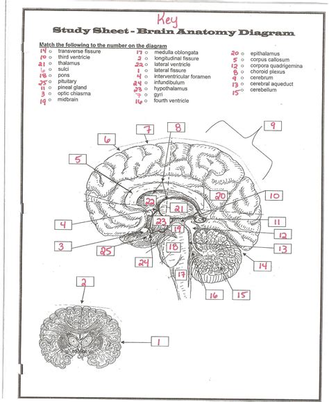 Parts Of The Brain Worksheets