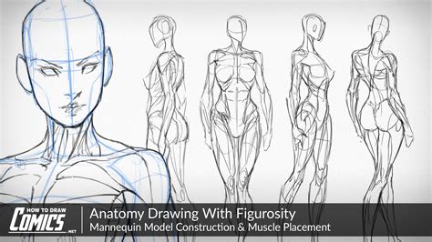 Human Figure Drawing Anatomy | Images and Photos finder