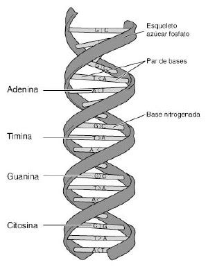 literaturaconciencia: DNA (LUIS ALBERTO DE CUENCA) Y LA ESTRUCTURA DE ...