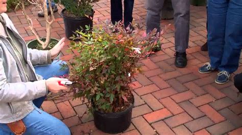 Pruning Nandina - YouTube