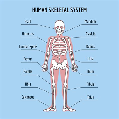 The Human Skeleton: All You Need to Know