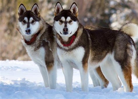 How To Train Alaskan Malamute? | MyPetCareJoy