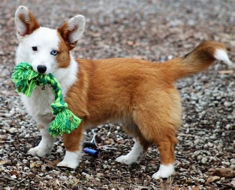 Aussie-Corgi Dog Breed Information