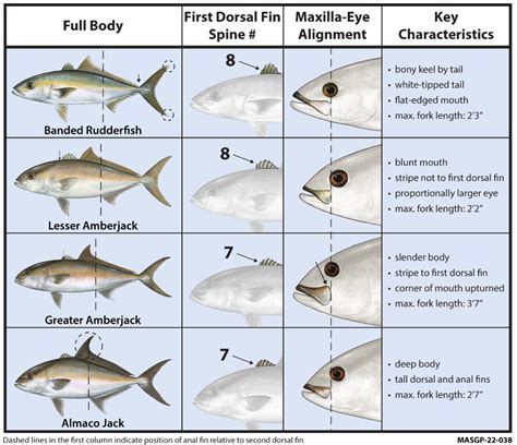 Fish Rules - Amberjack, Greater in FL Gulf State Waters