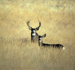 Best Mule Deer Hunting in Colorado | Hunting in Colorado