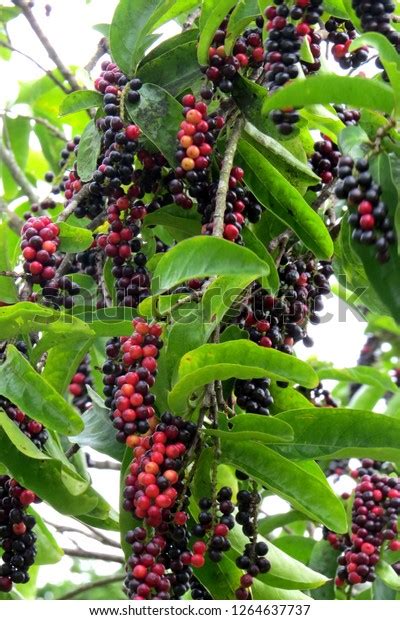 Bignay Antidesma Bunius Philippine Native Tree Stock Photo 1264637737 ...