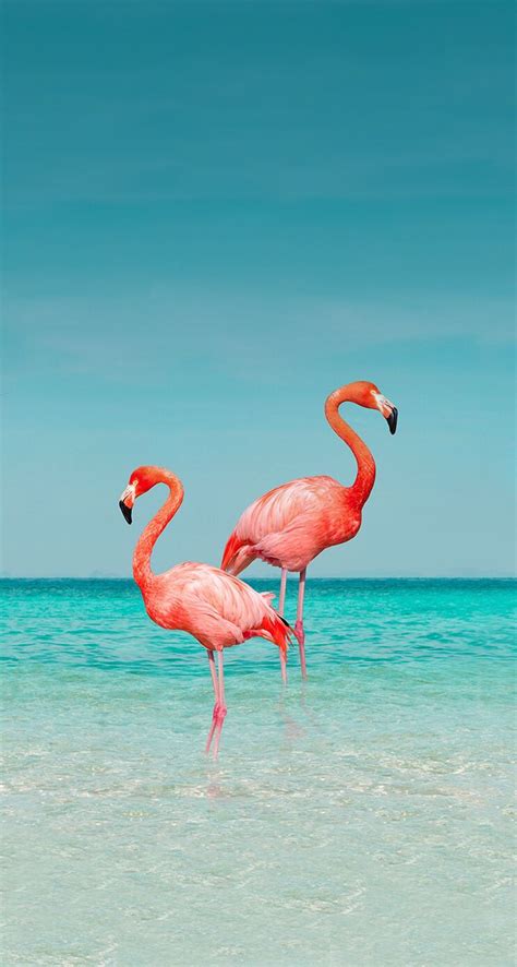 Pin by Adelina Alsenbaeva on Wallpapers | Flamingo wallpaper, Flamingo ...