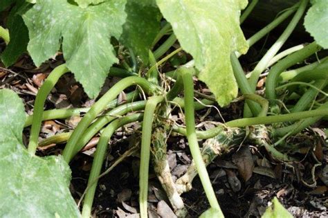 Squash Vine Borers Pest Guide