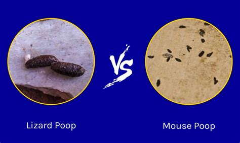 What Does Mice Poop Look Like? Discover the Unique Appearance of Mouse ...