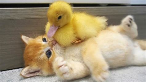 Kitten and little duck || The cutest couple you've ever seen - YouTube