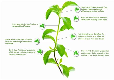 All About Stevia, Its Health Benefits and Uses | Divine Leaves - Divine Leaves