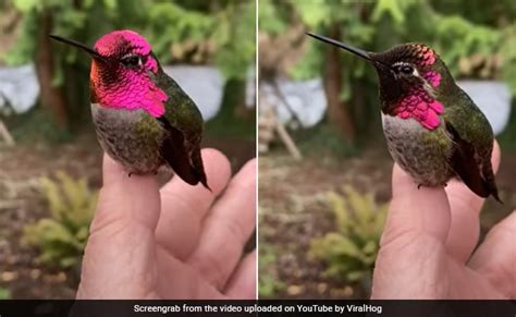 Viral Video: Hummingbird Changing Colour With Every Turn Leaves Internet Mesmerised