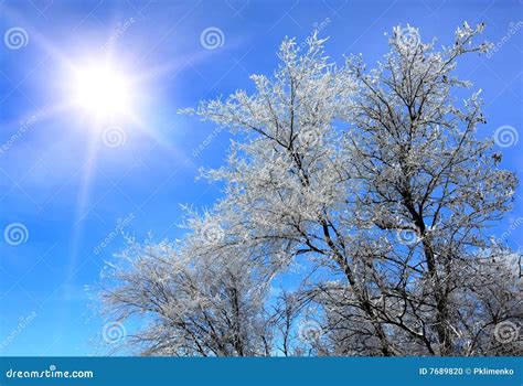 Winter sunshine stock photo. Image of tree, branches, forest - 7689820