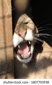 214 Mountain Lion Growl Images, Stock Photos & Vectors | Shutterstock