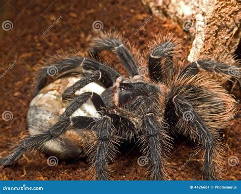 Bird eating spider stock image. Image of lasiodora, eating - 4426661