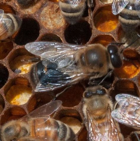 The Bee Queen Guide: Meet the Fascinating Queen of Bees