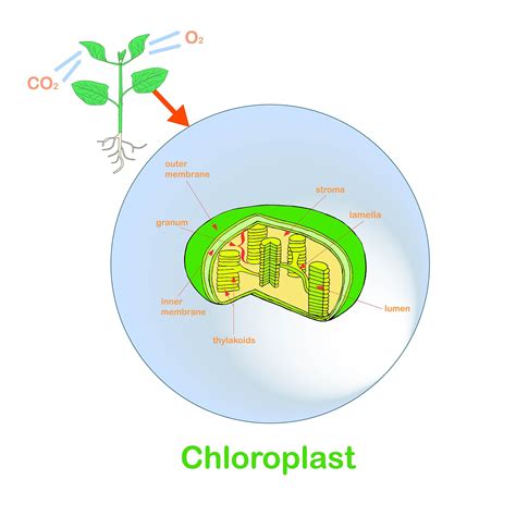 Photosynthesis In Chloroplast Diagram