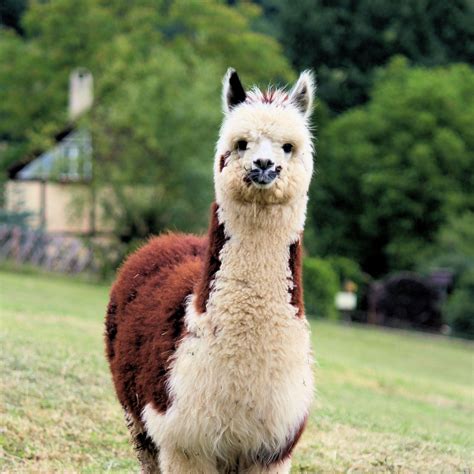 Cute Llama Wallpapers - Top Free Cute Llama Backgrounds - WallpaperAccess