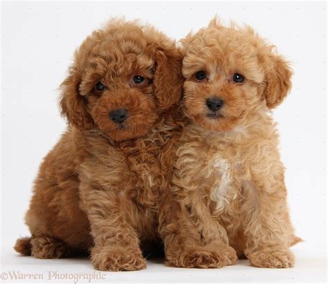 Dogs: Two cute red Toy Poodle puppies photo | Toy poodle puppies, Toy dog breeds, Poodle puppy