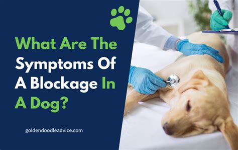 What Are The Symptoms Of A Blockage In A Dog?