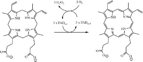 Reaction catalyzed by protoporphyrinogen IX oxidase. The conversion of... | Download Scientific ...