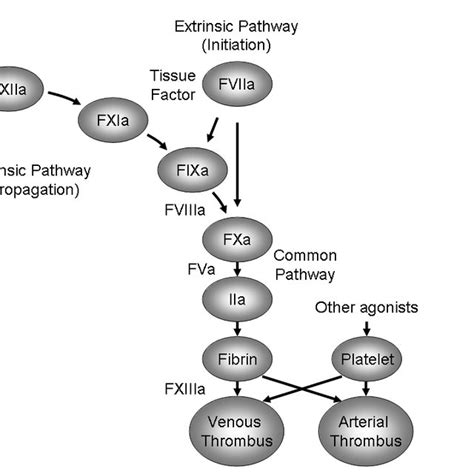 Thrombin and direct thrombin inhibitors. | Download Scientific Diagram